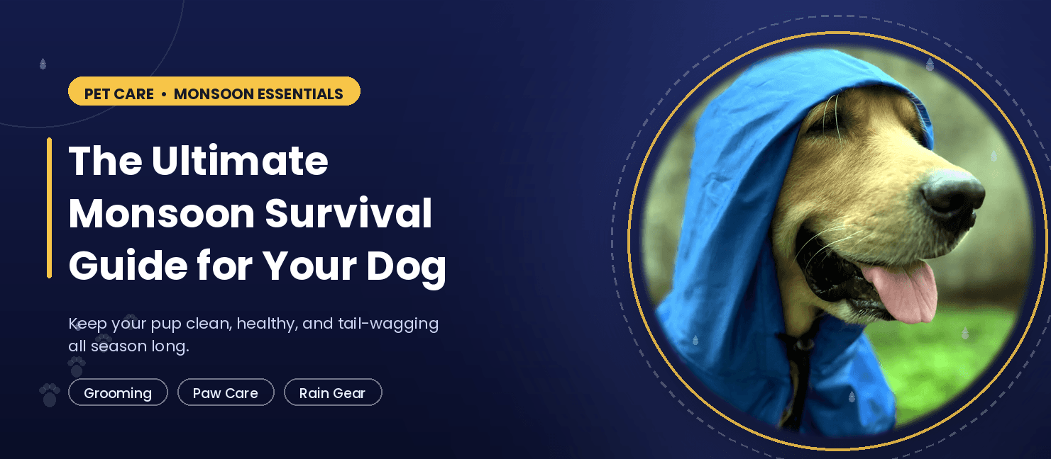 The Ultimate Monsoon Survival Guide for Your Dog