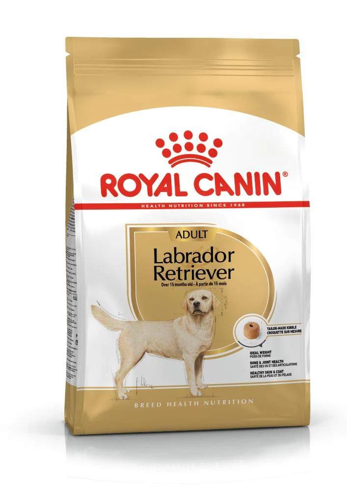 Labrador Adult Dog
