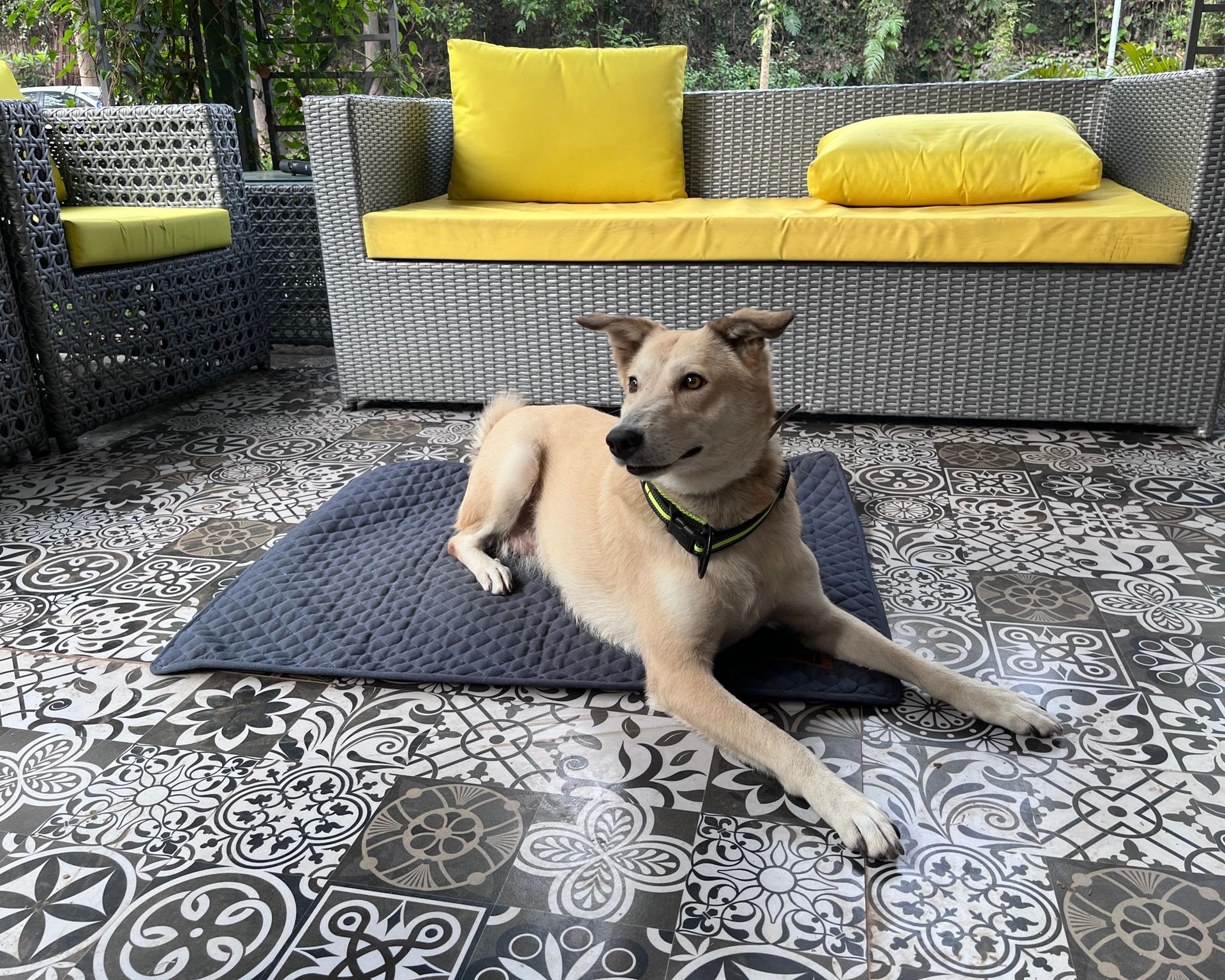 Petter World Multipurpose Breathable Summer Mat for Dogs, Autumn Gray