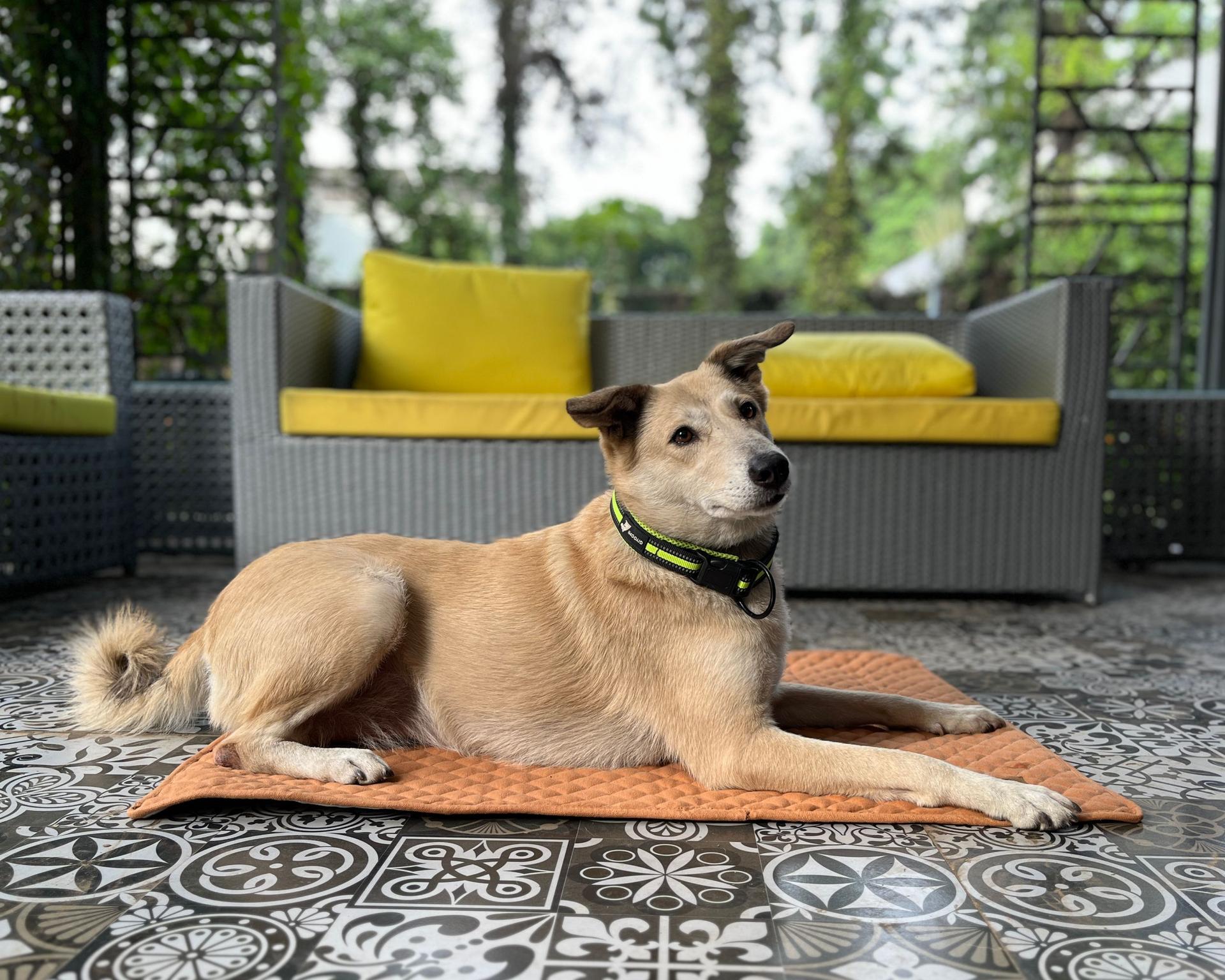 Petter World Multipurpose Breathable Summer Mat for Dogs, Earthy Brown