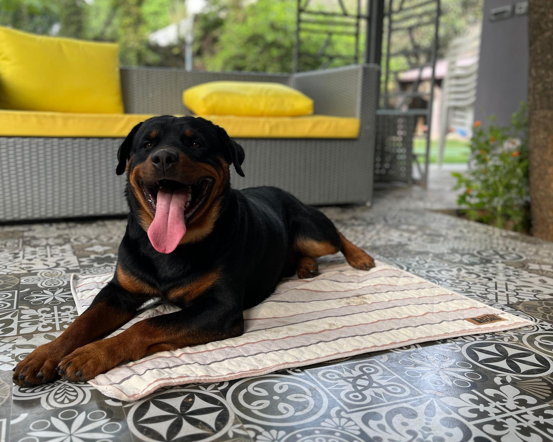 Petter World Multipurpose Breathable Summer Mat for Dogs, Brown Stripes