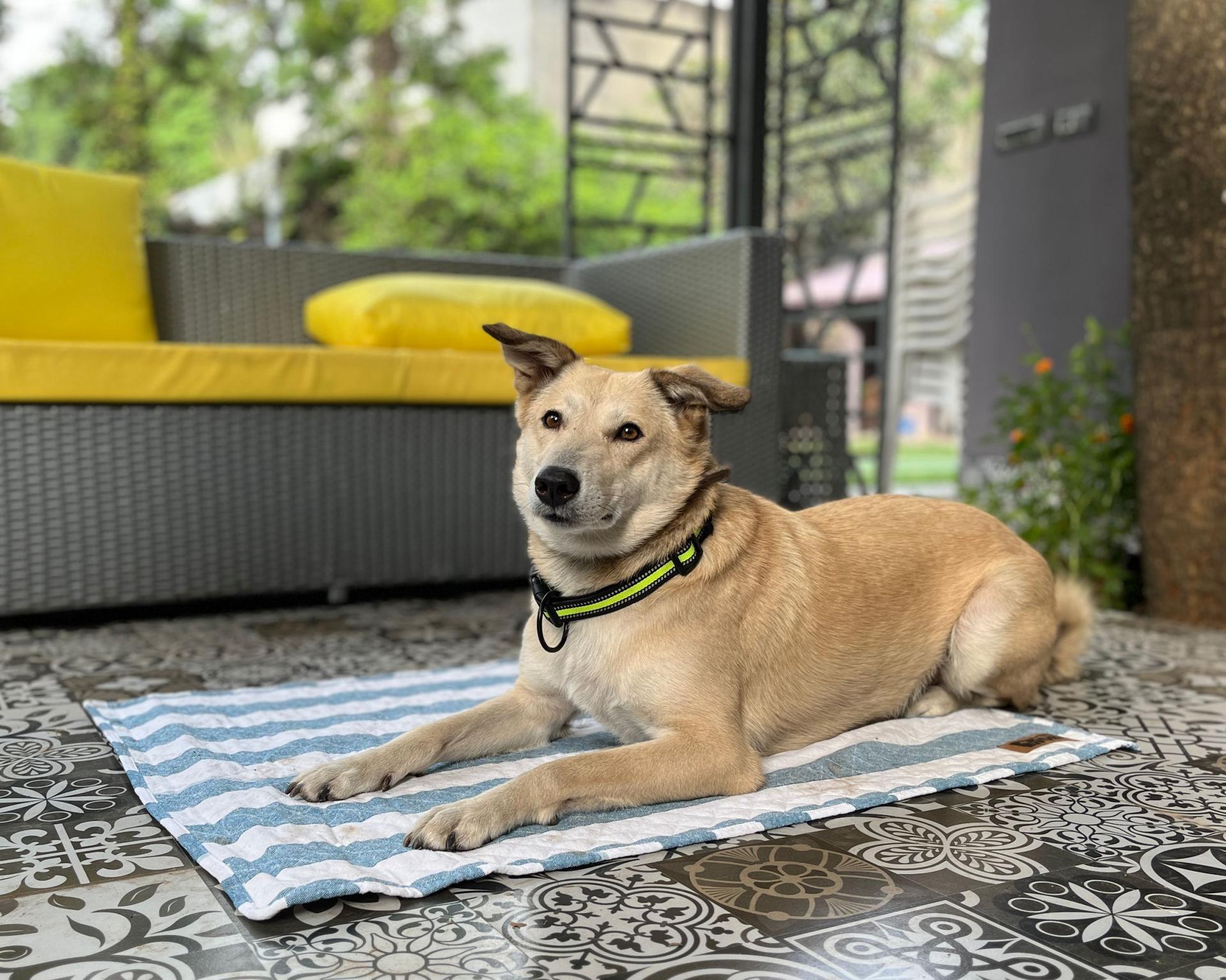 Petter World Multipurpose Breathable Summer Mat for Dogs, Blue Stripes