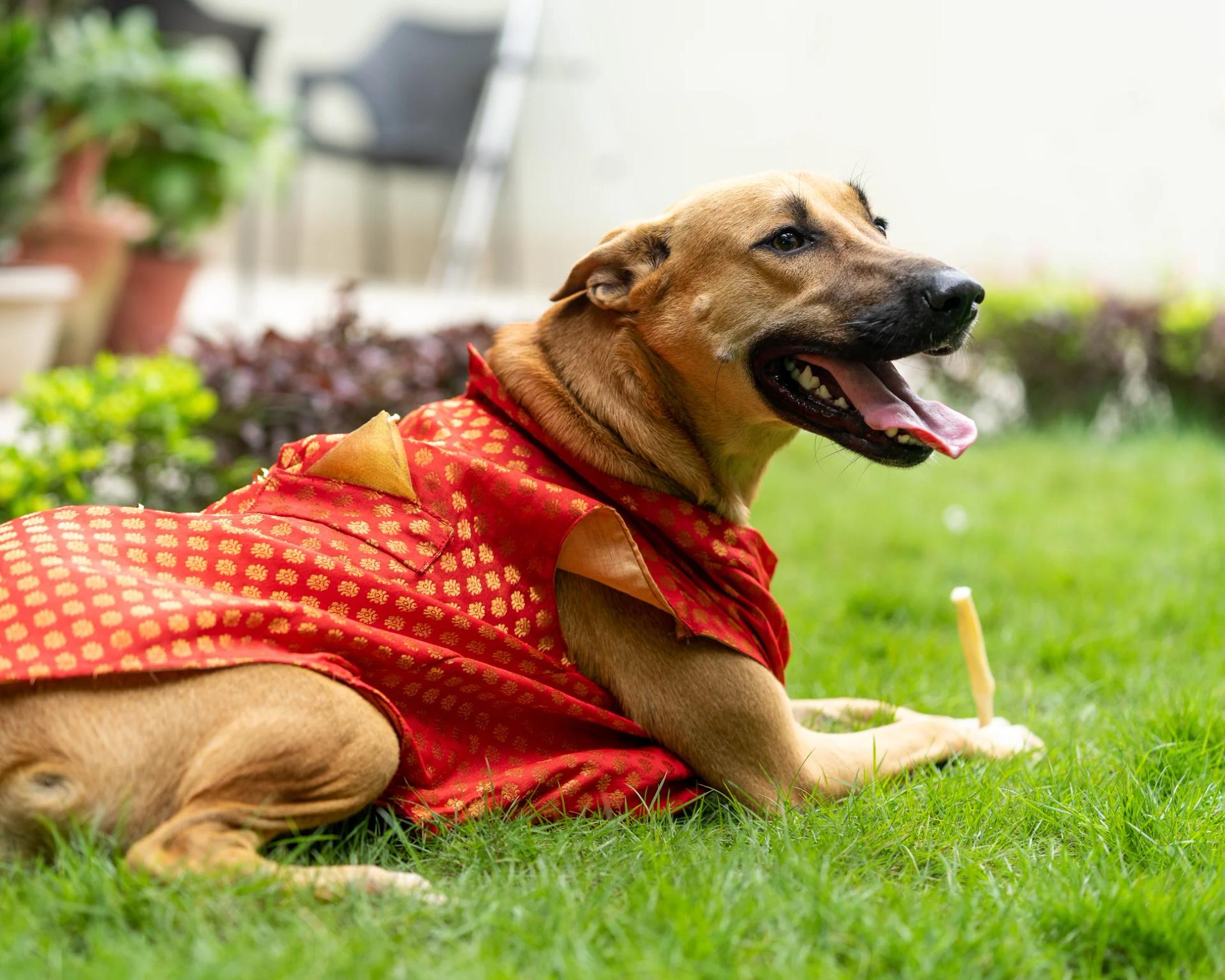 Pawgy Pets Sherwani Red