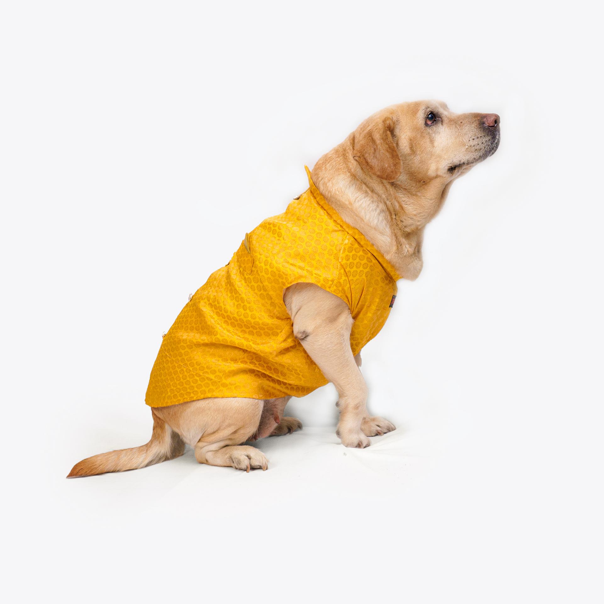Pawgy Pets Sherwani Yellow