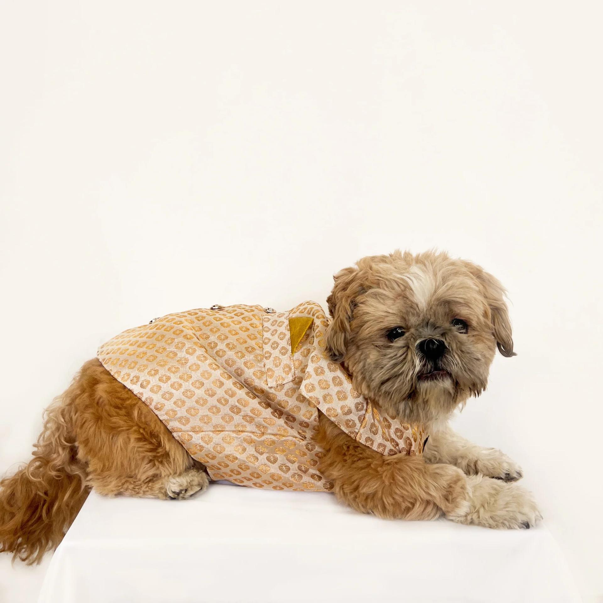 Pawgy Pets Sherwani White