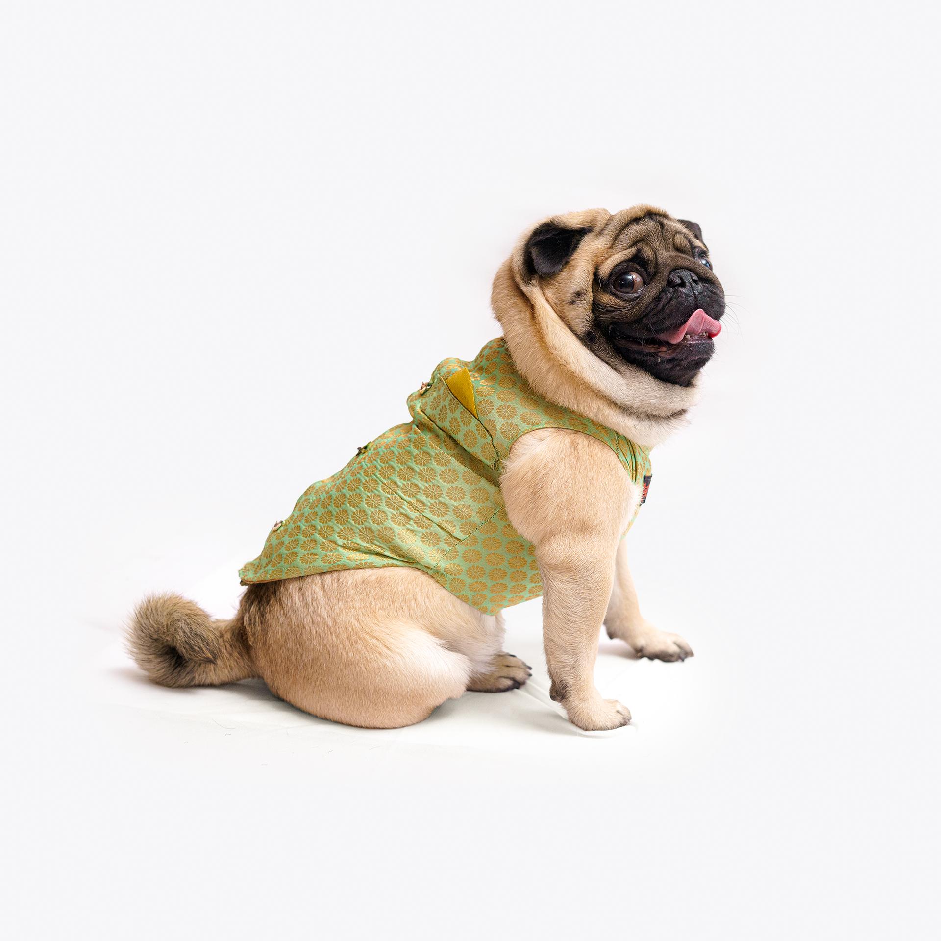 Pawgy Pets Sherwani Pista Green