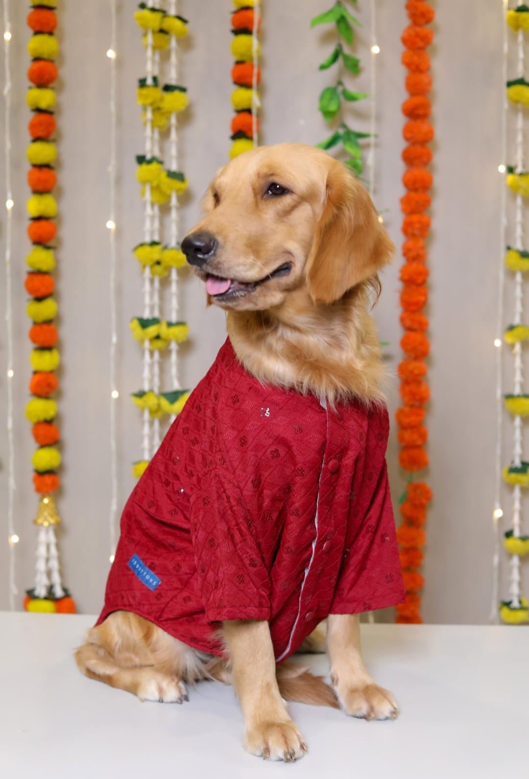 15 BUTTONS Peacocock Blue Dog Sherwani