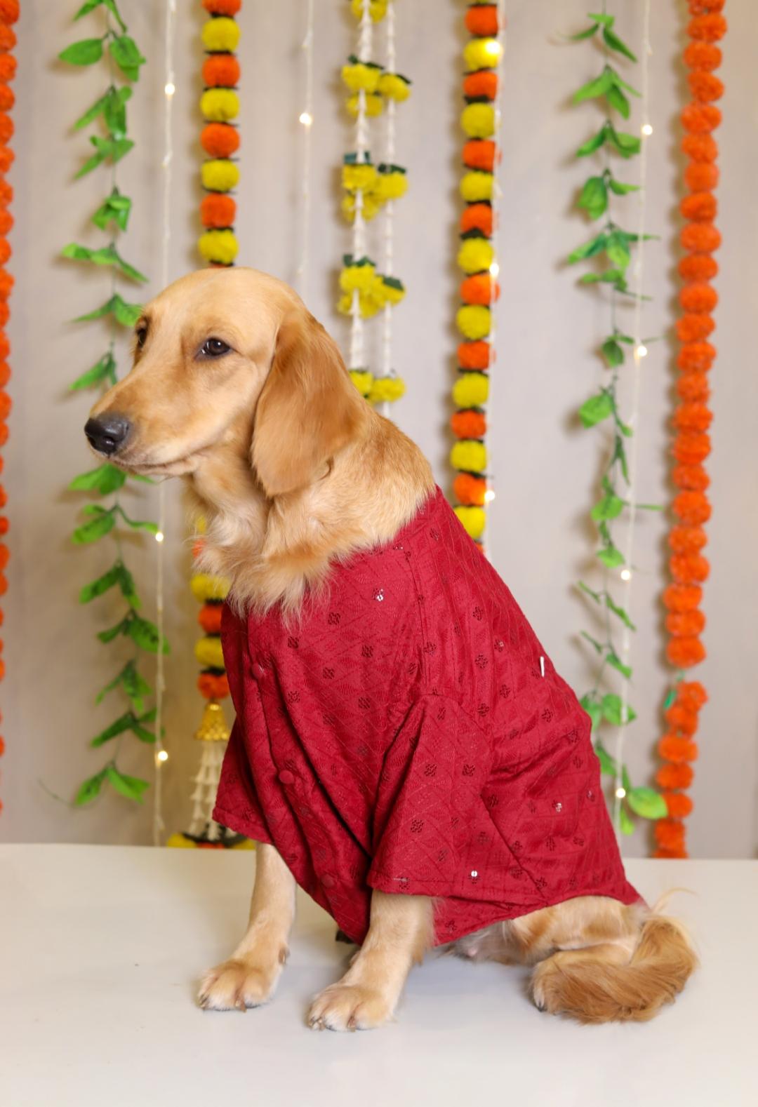 15 BUTTONS Black Dog Sherwani